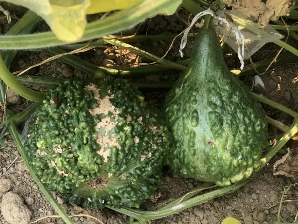 andere Gemüse: Flaschenkürbis 