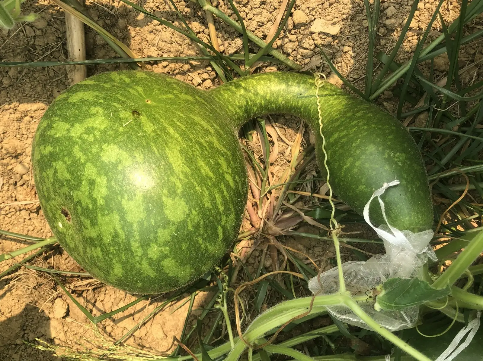 andere Gemüse: flaschenkürbis 