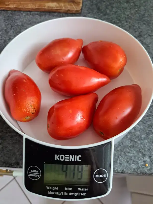 Tomaten: Flaschentomate