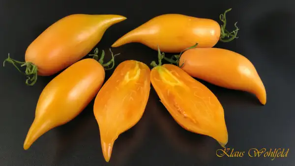 Tomaten: Flaschentomate Buratino