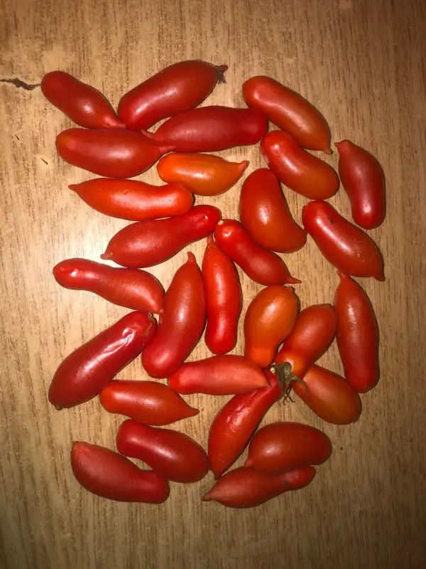 Tomaten: Flashentomaten