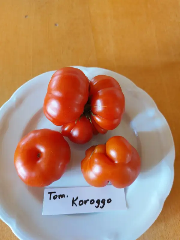Tomaten: Fleischtom.Koroggo