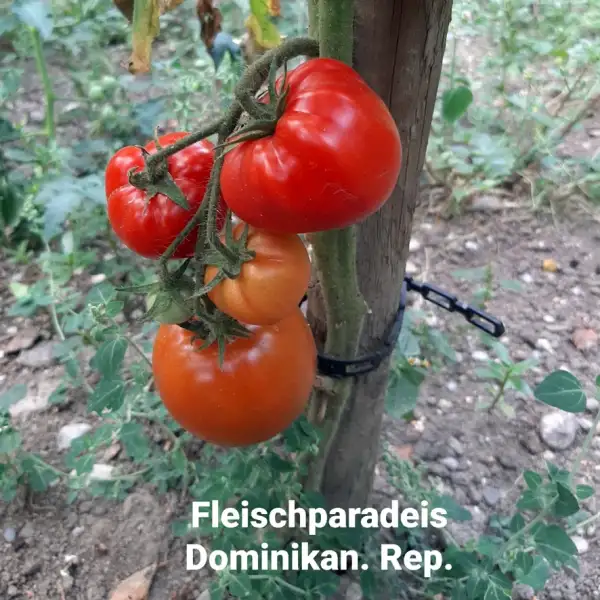 Tomaten: Fleischtomate aus der Dominikanischen Republik