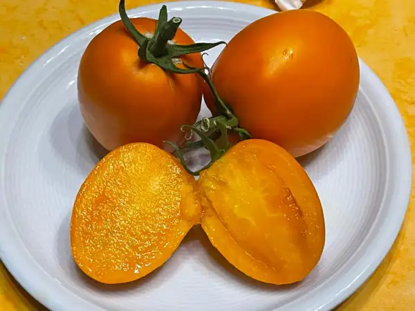 Tomaten: Fleischtomate aus Italien Gelb