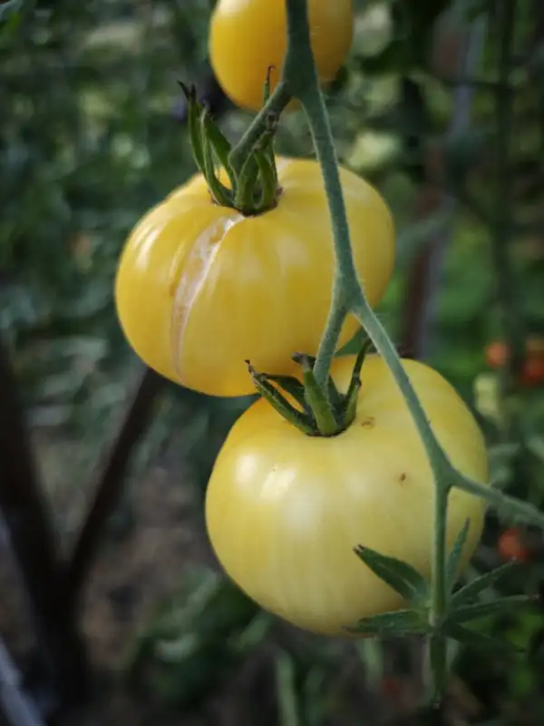 Tomaten: Fleischtomate "Duggin