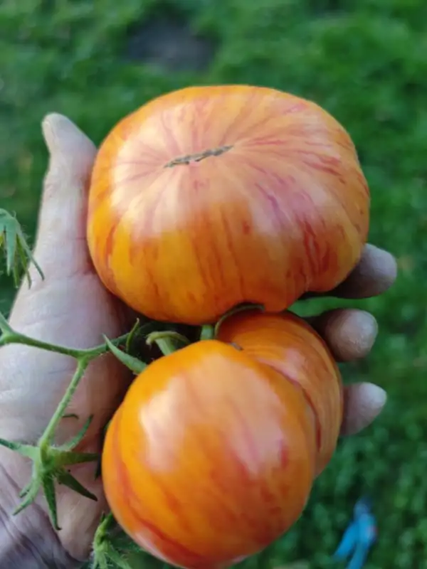 Tomaten: Fleischtomate "Lithium Sunset"