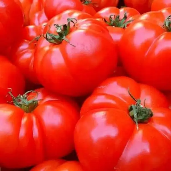 Tomaten: Fleischtomate Marmande