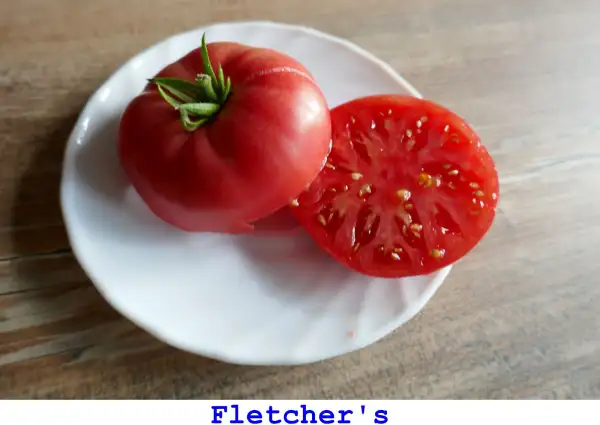 Tomaten: Fletchers