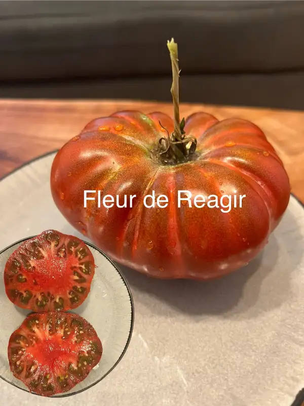 Tomaten: Fleur de Reagir