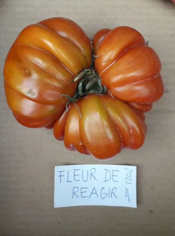 Tomaten: Fleur de Reagir