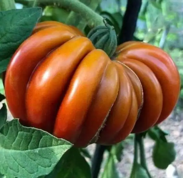 Tomaten: Fleur de Reagir