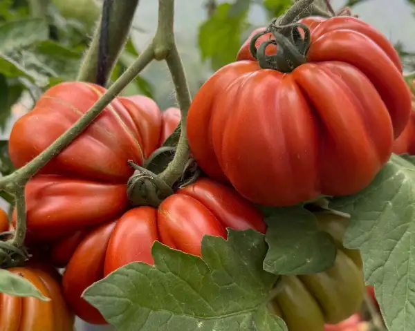 Tomaten: Fleur de Reagir
