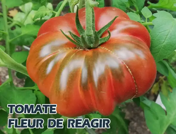 Tomaten: Fleur de Reagir