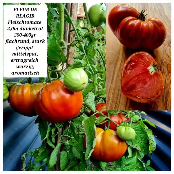 Tomaten: Fleur de Reagir