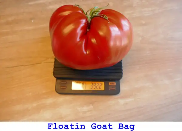 Tomaten: Floatin Goat Bag Tomato