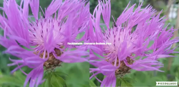 Blumen: Flockenblume - Centaurea Dealbate, Rosa