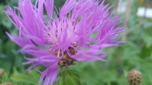 Blumen: Flockenblume - Centaurea Dealbate, Rosa