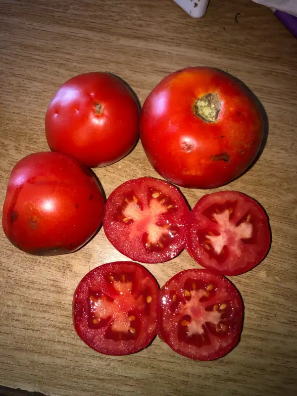 Tomaten: Floradade