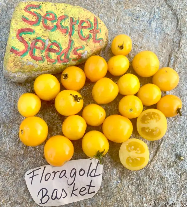 Tomaten: Floragold Basket