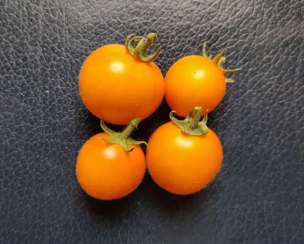 Tomaten: Floragold Basket