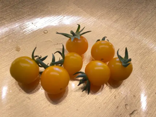 Tomaten: Floragold Basket Microdwarf