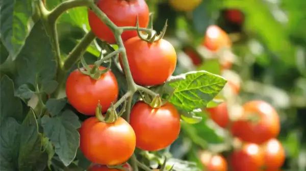 Tomaten: Floralie Rot