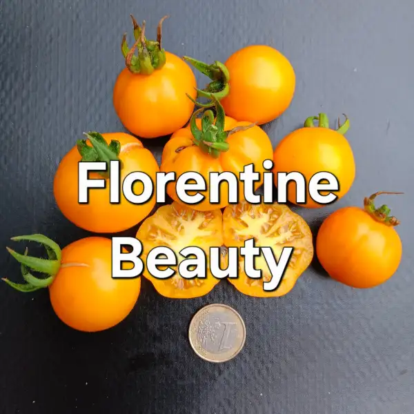 Tomaten: Florentine Beauty