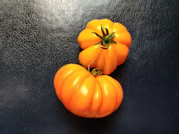 Tomaten: Florentine Beauty