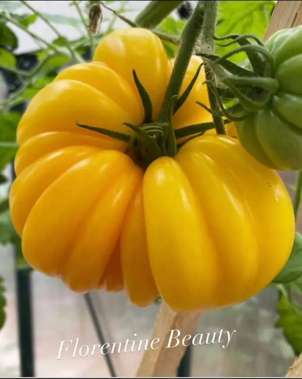 Tomaten: Florentine Beauty