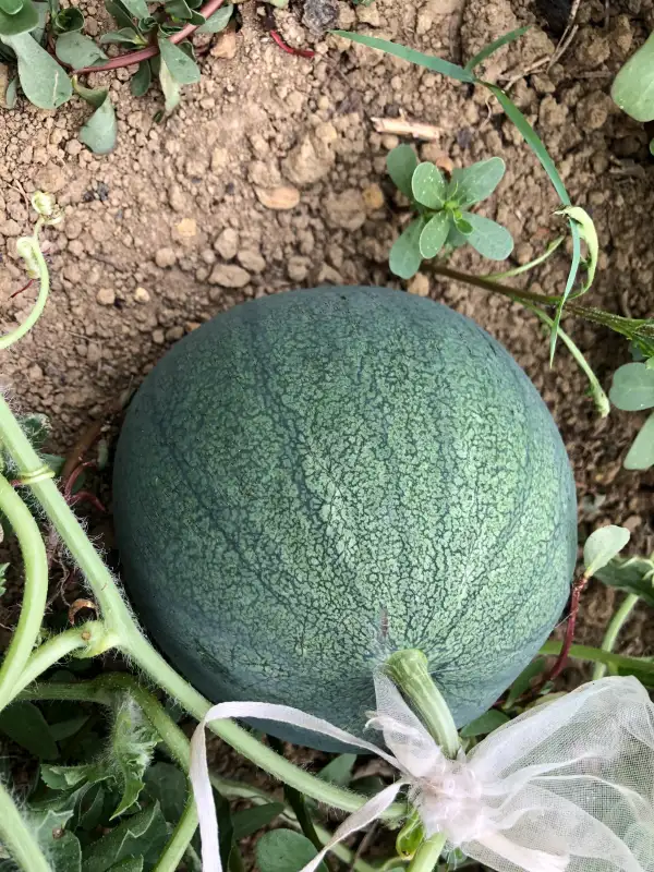 Obst: Florida Giant wassermelone