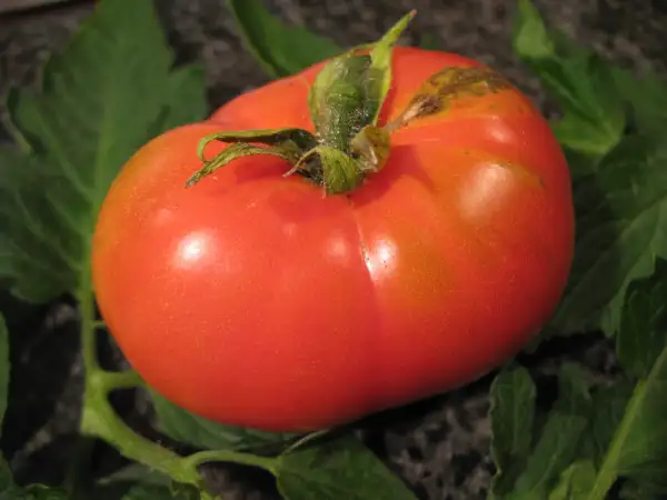 Tomaten: Florida Petite