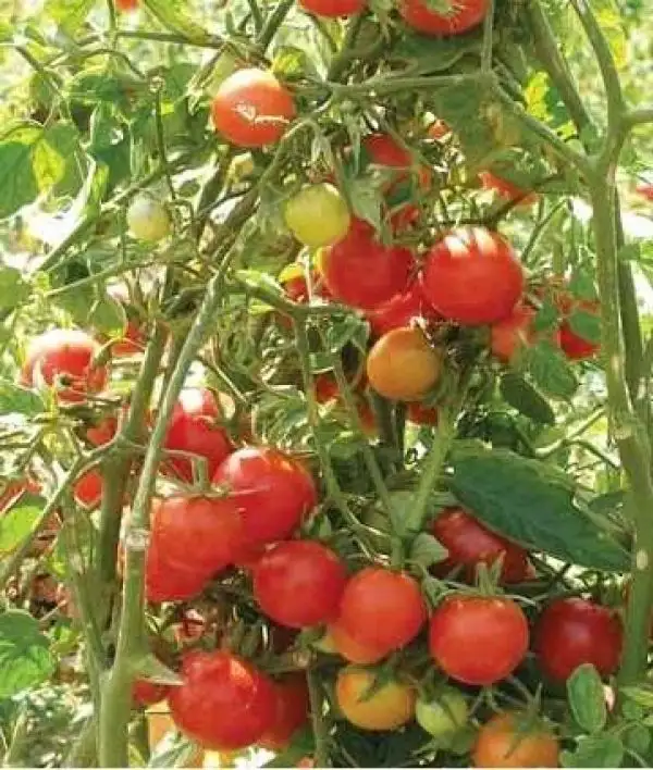 Tomaten: Florida Petite