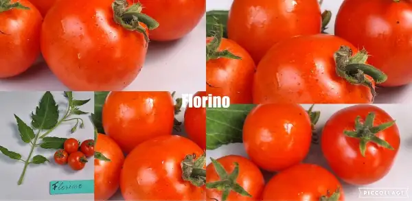 Tomaten: Florino - Zwergtomate