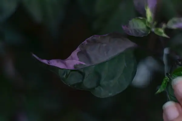 Chili: Fluorescent