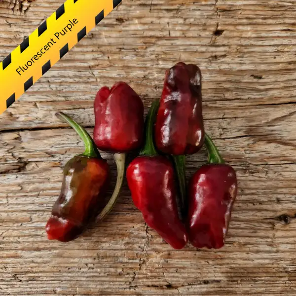 Chili: Fluorescent Purple