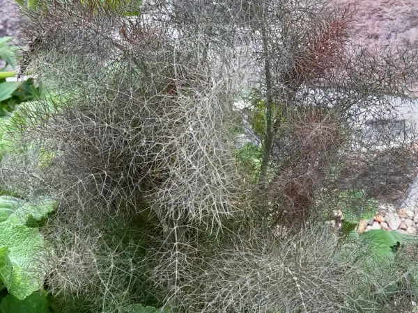 Kräuter: Foeniculum vulgare 