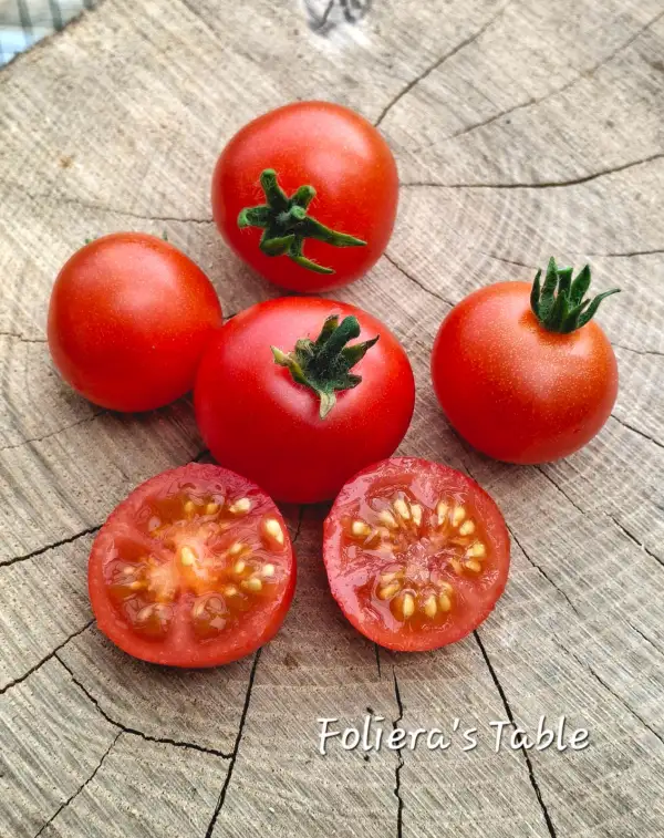 Tomaten: Foliera