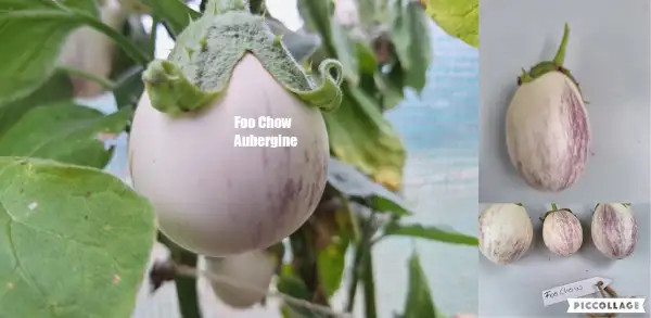 Auberginen: Foo Chow