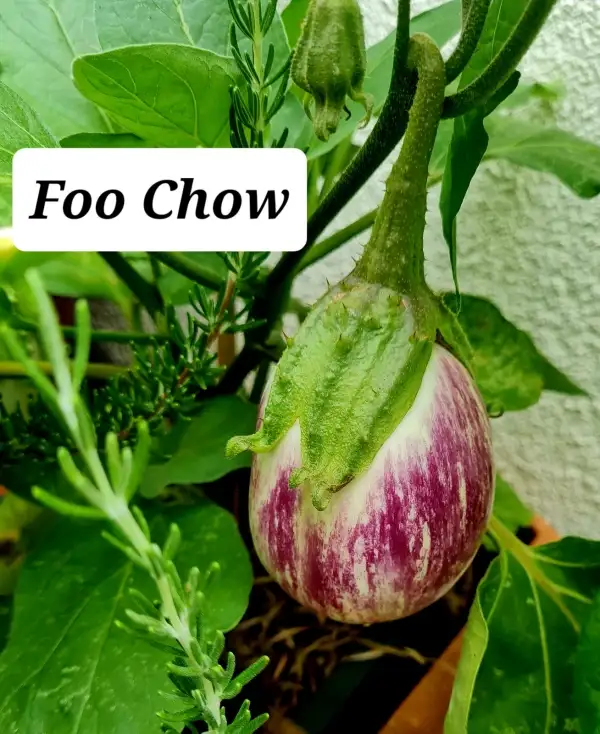 Auberginen: Foo Chow