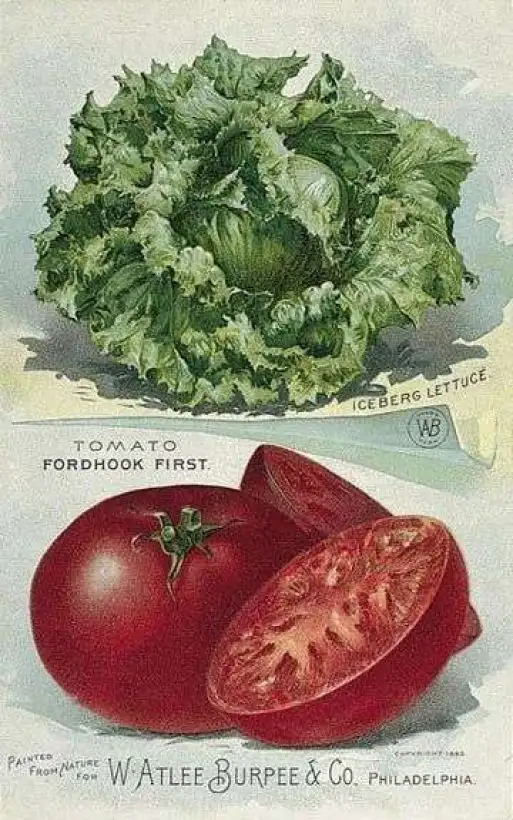 Tomaten: Fordhook First