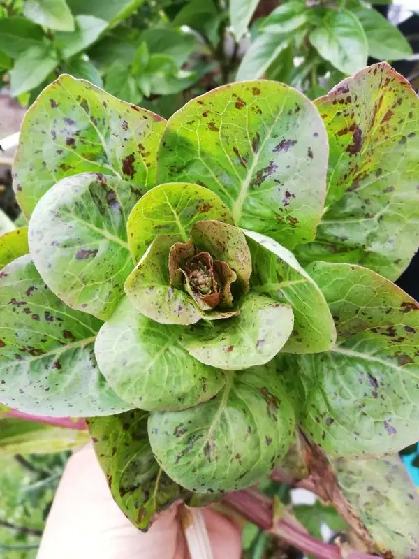 Salate: Forellenschluss