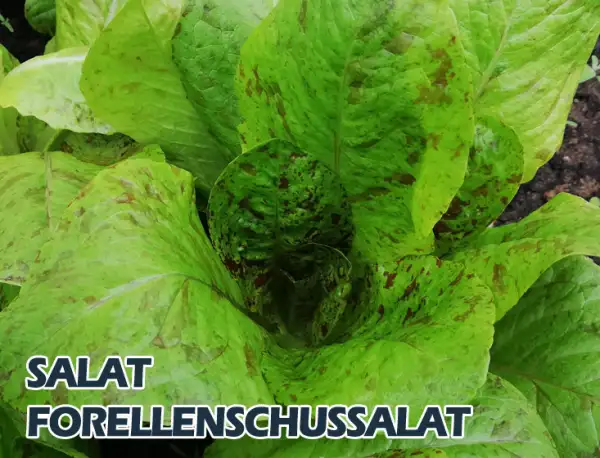 Salate: Forellenschuss