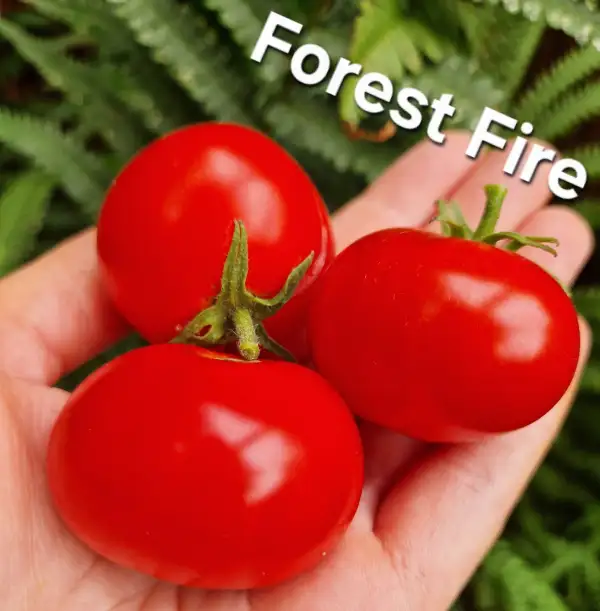 Tomaten: Forest Fire