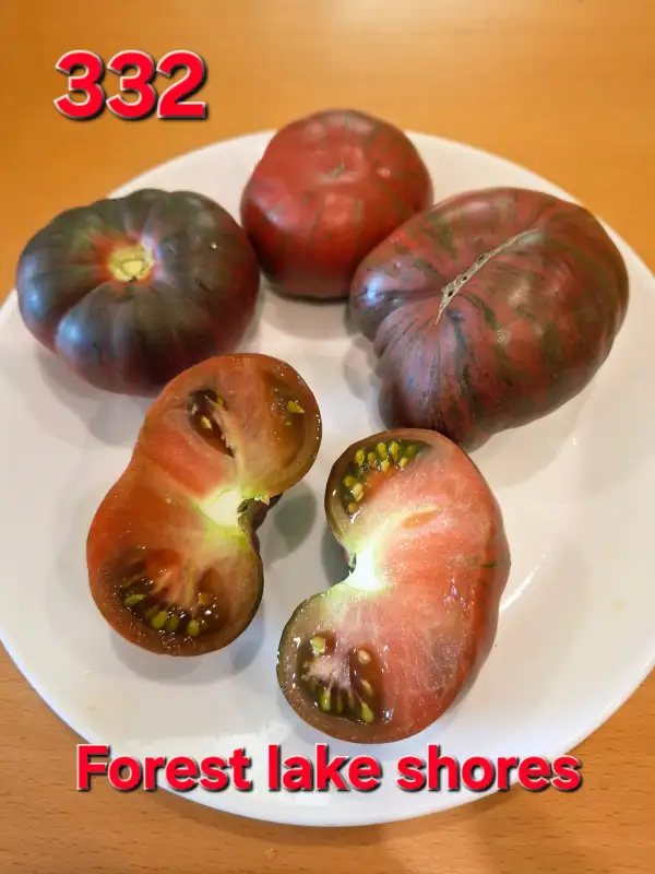 Tomaten: Forest lake shores