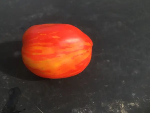 Tomaten: Forshmak