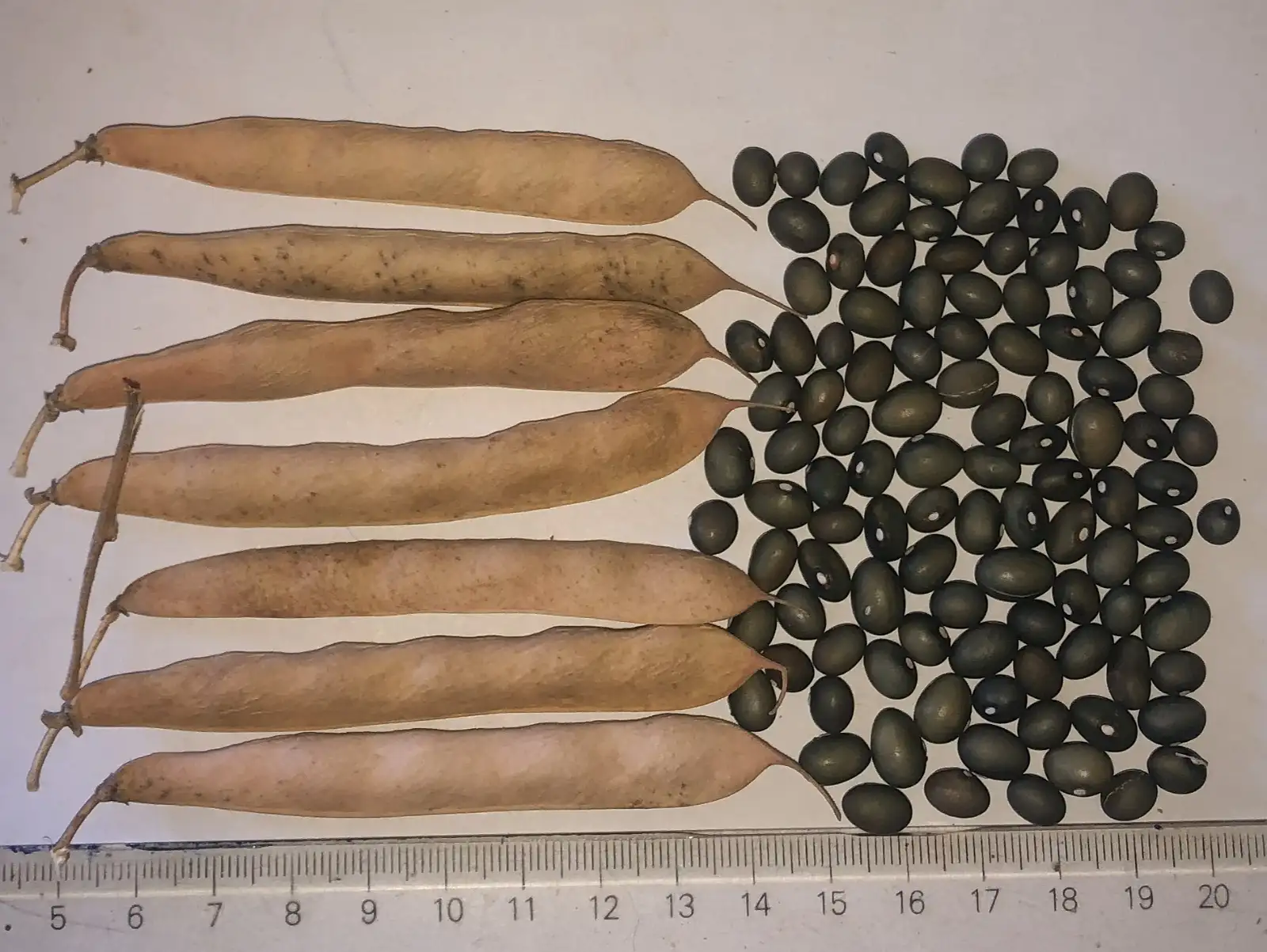 Bohnen: Fort Portal Jade