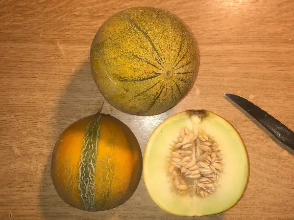 Melonen: Frühe 133 melone