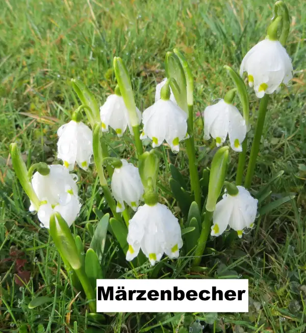 Blumen: Frühlingsknotenblume / Märzenbecher (15 Stück)