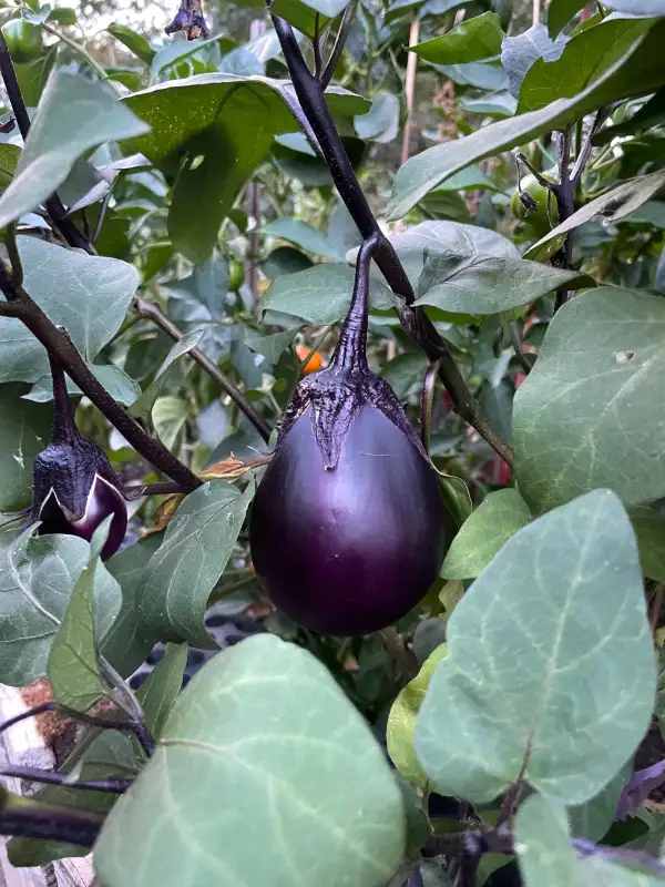 Auberginen: Frühviolette