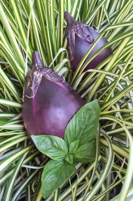 Auberginen: Frühviolette